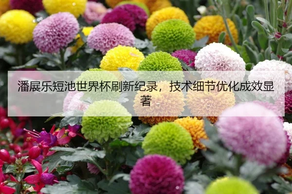 潘展乐短池世界杯刷新纪录，技术细节优化成效显著